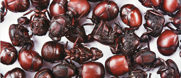 A group of beetles that are sitting on the ground.